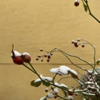 Winterimpressionen